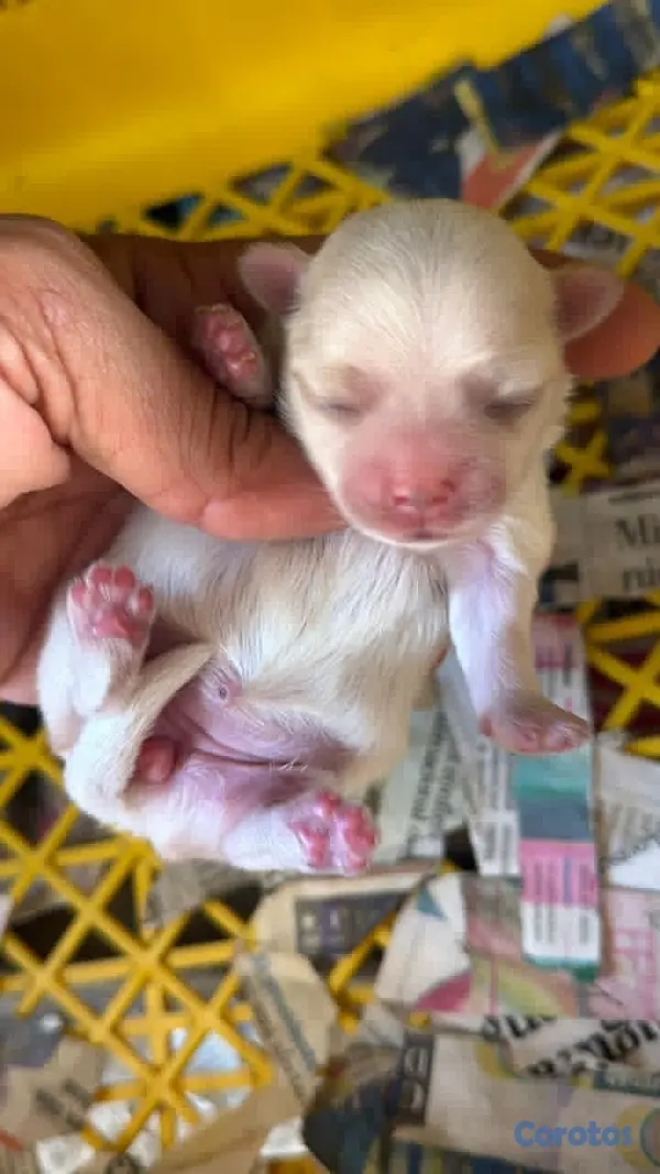 animales y mascotas - BICHON MALTES HEMBRA para apartar  2