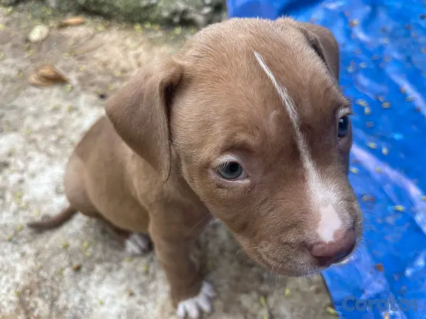 animales y mascotas - Pitbull blue fans 4