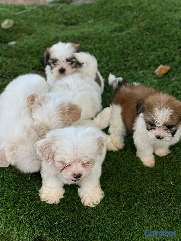animales y mascotas - hermosos cachorritos de shipoo toy  2