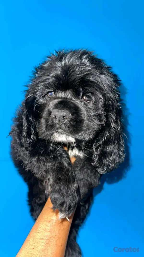 animales y mascotas - hermosos Cachorros de cocker spaniel  3