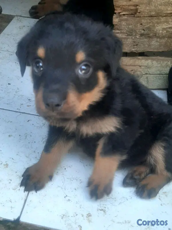 animales y mascotas - cachorro Rottweiler 4