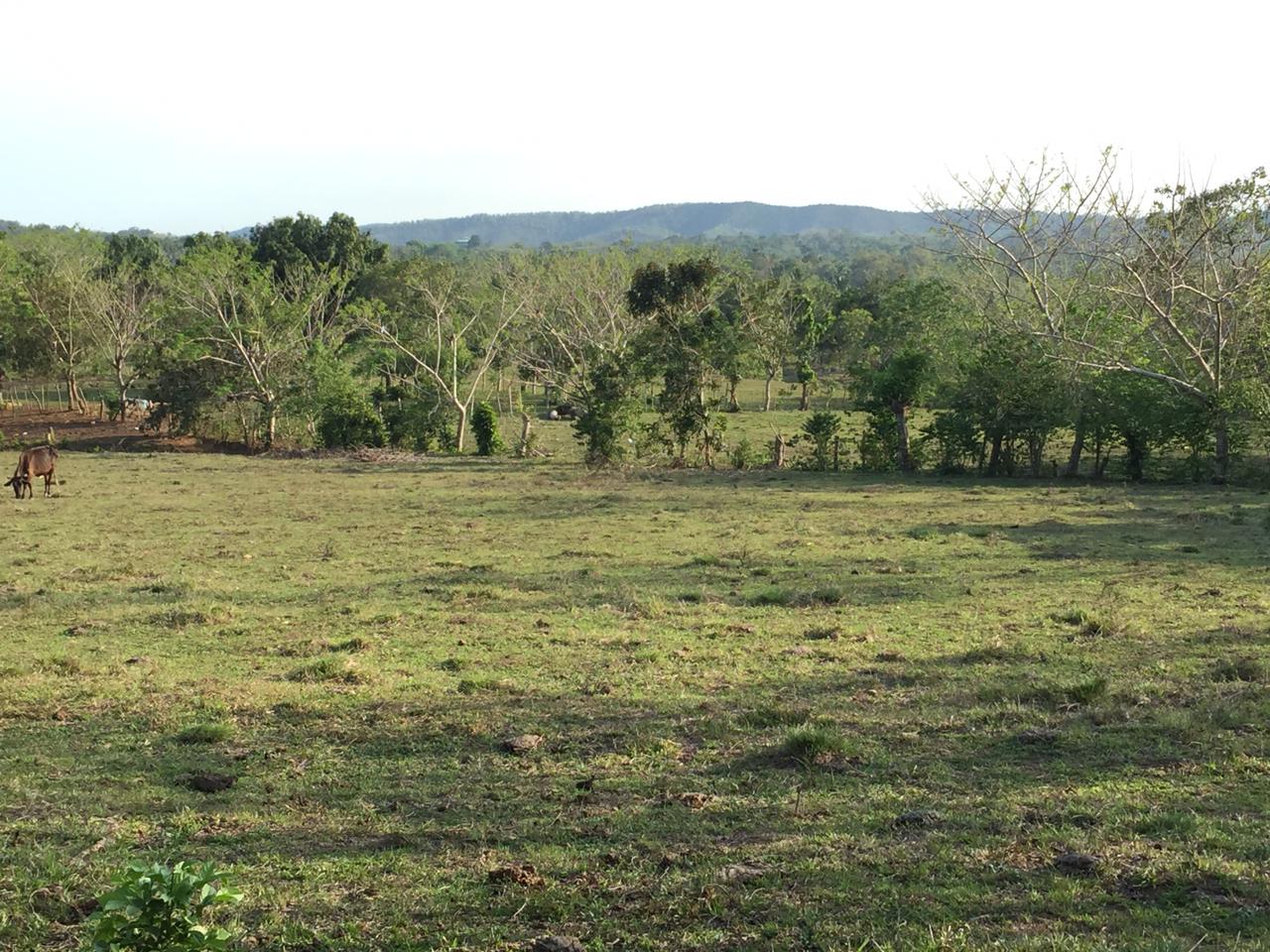 solares y terrenos - SUPER OFERTA DE FINCA EN YAMASA, 253 TAREAS, REBAJ 8