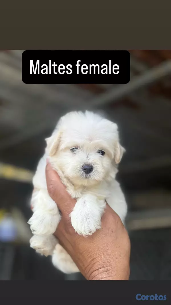 animales y mascotas - variedad de cachorro  2