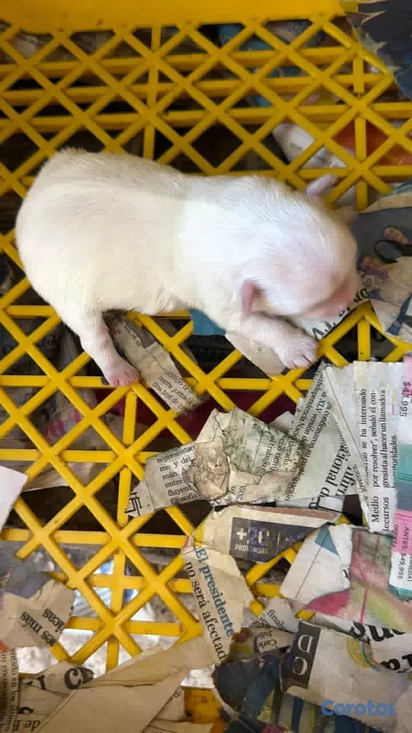 animales y mascotas - BICHON MALTES HEMBRA para apartar  1