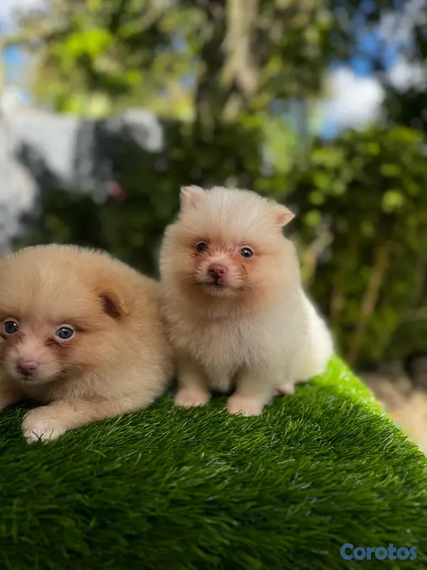 animales y mascotas - Pomerania  4
