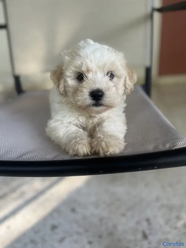 animales y mascotas - maltipoo hembras 9