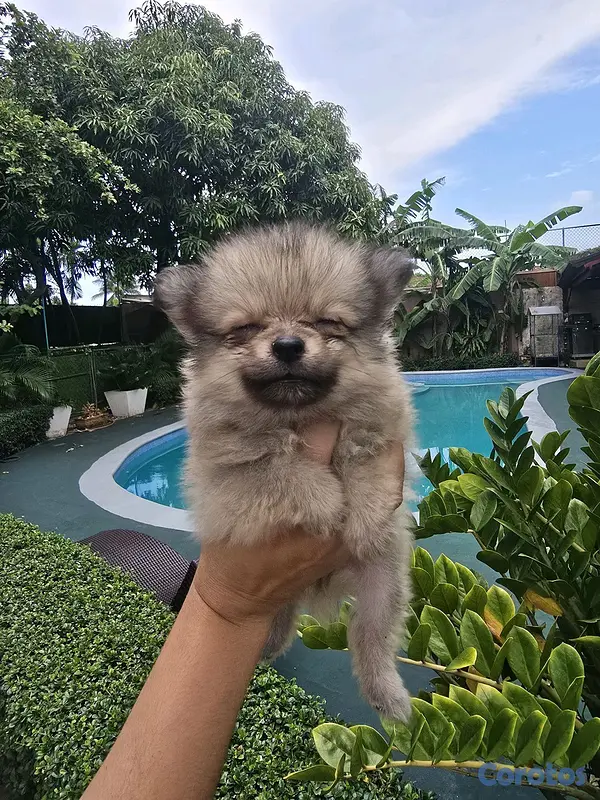 animales y mascotas - pomerania 4