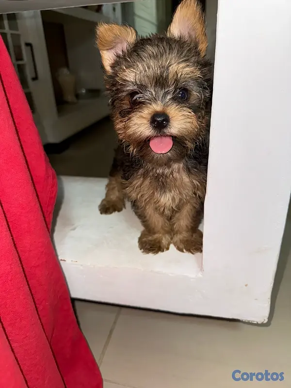 animales y mascotas - Yorkshire Terrier Yorki Yorkie  6