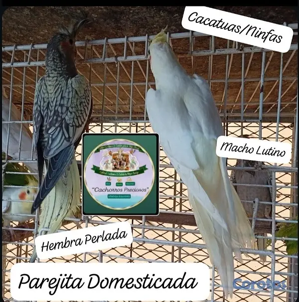animales y mascotas - Aves papilleras, mansa joven y adultas y acesorios  6