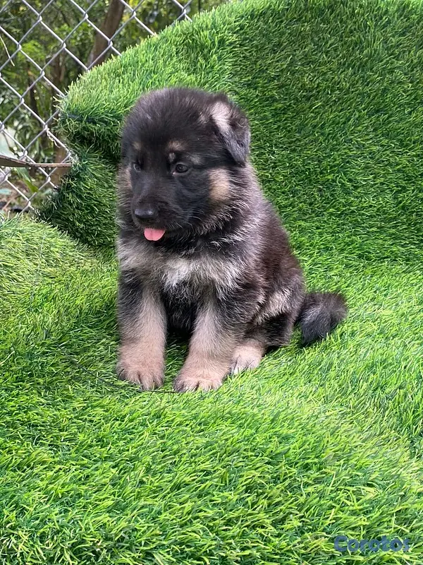 animales y mascotas - pastor alemán  2