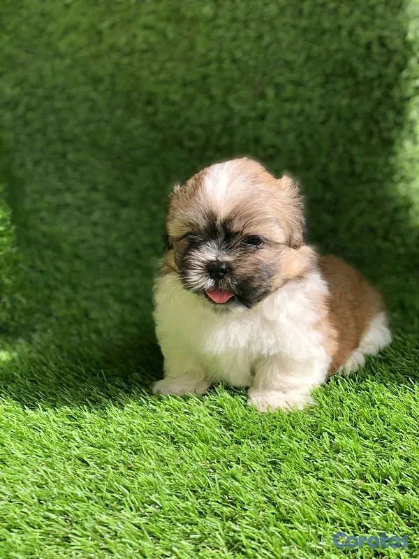 animales y mascotas - hermosos cachorritos shipoo toy  3