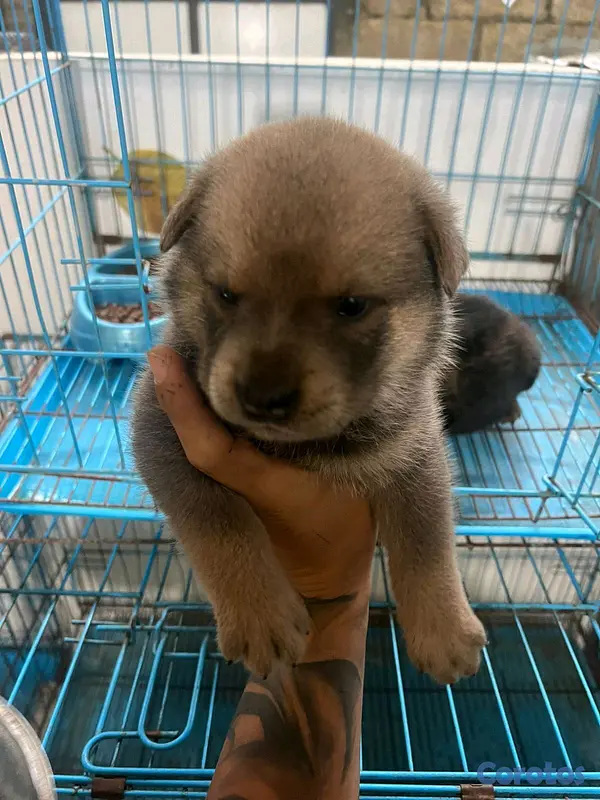 animales y mascotas - Chow Chow  7