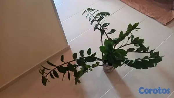 herramientas, jardines y exterior - Zamioculca, zz, planta ornamental, decoracion, cas 5