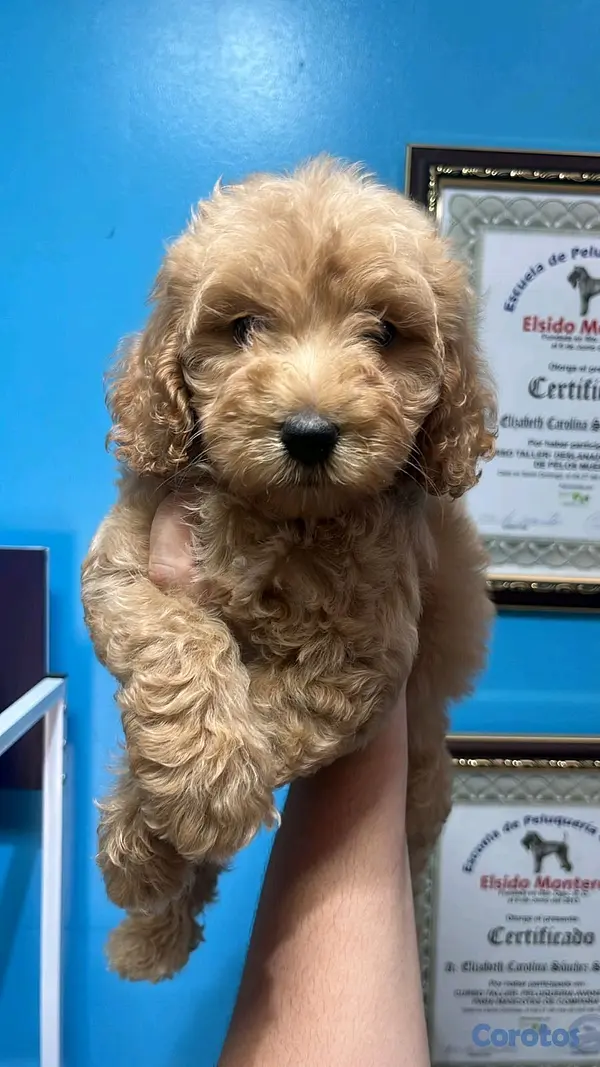 animales y mascotas - hermosos cachorritos goldendoodle  5