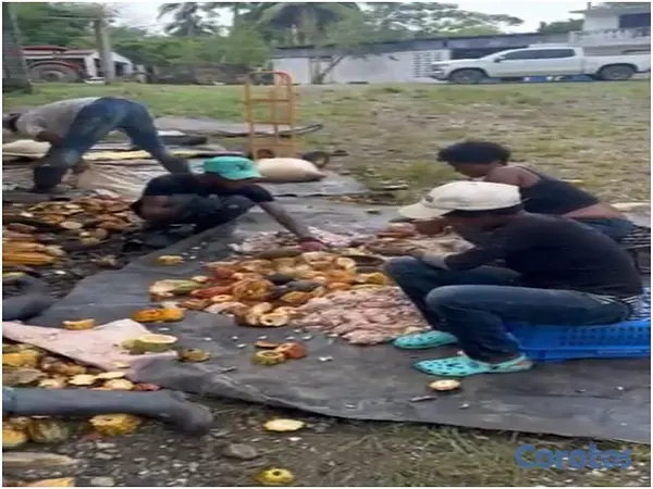solares y terrenos - Vendo Finca de 3,700 tareas CON PROYECTO CACAO EN  2