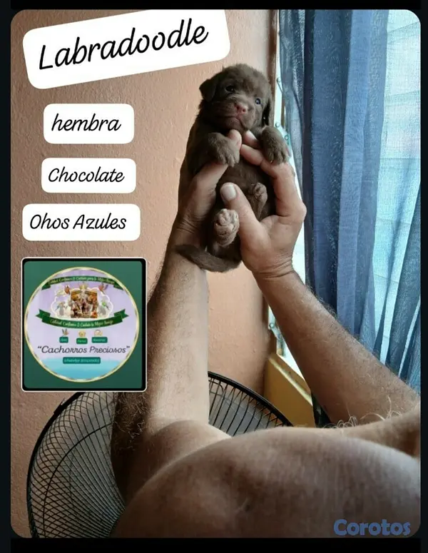 animales y mascotas - Labradoodle,Goldendoodle,Poodle,Golden Retriever,Labrador, Doodle de oportunidad 9