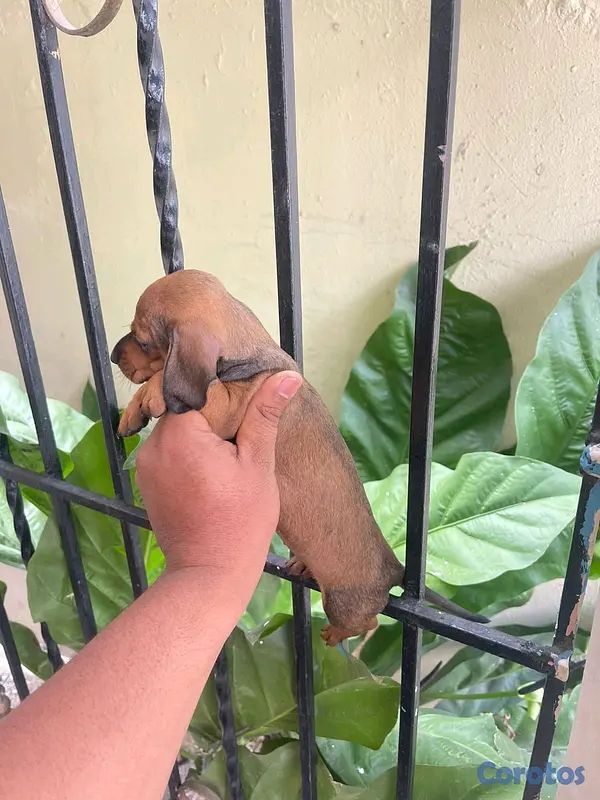 animales y mascotas - salchicha hembras  4
