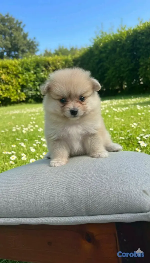 animales y mascotas - Hermosos cachorritos pomerania  3