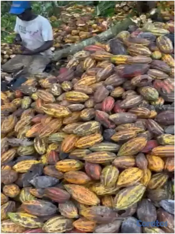 solares y terrenos - Vendo Finca de 3,700 tareas CON PROYECTO CACAO EN  3