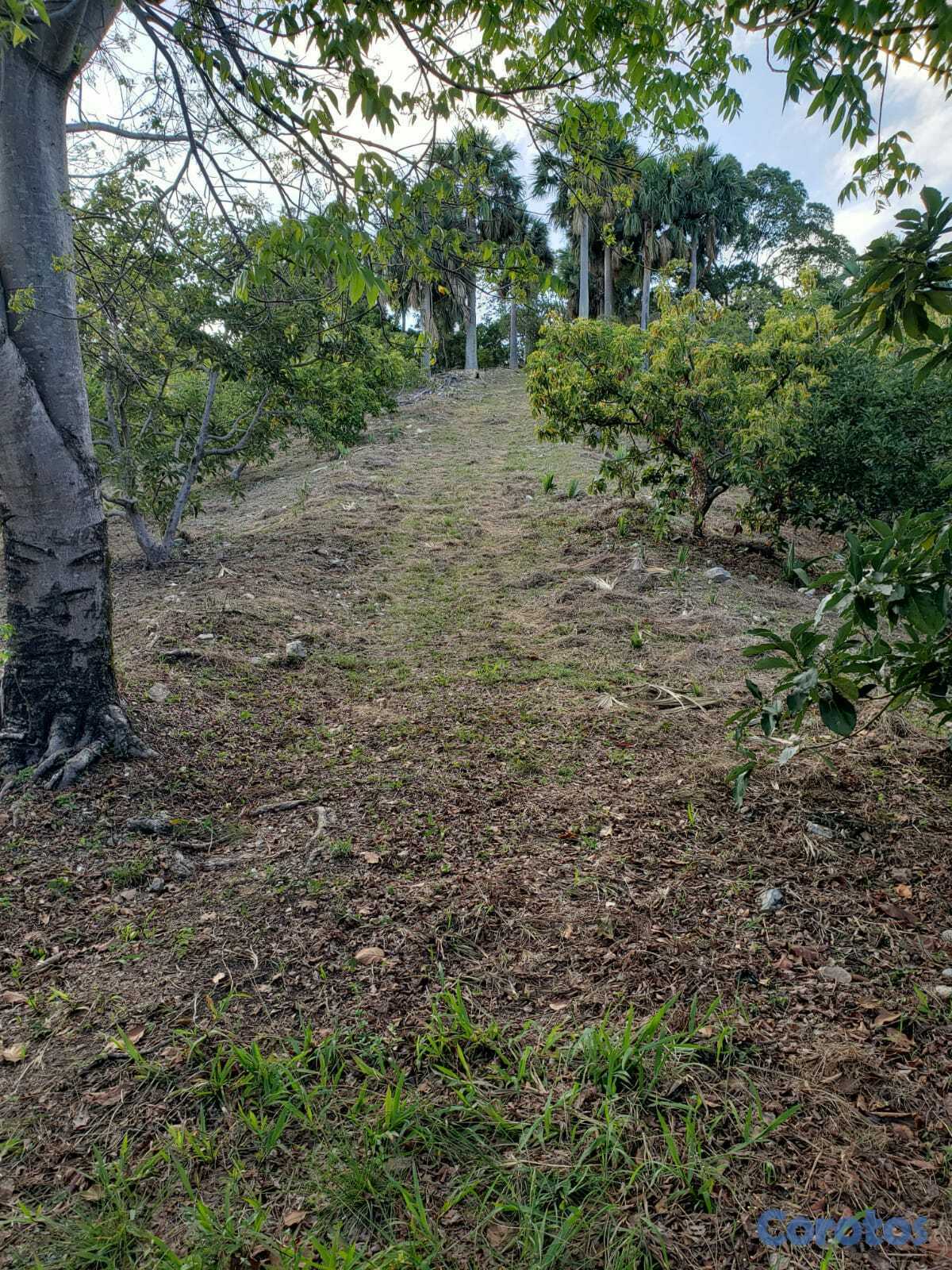solares y terrenos - Finca de AGUACATE en PRODUCCION en Paraíso, BARAHO 13