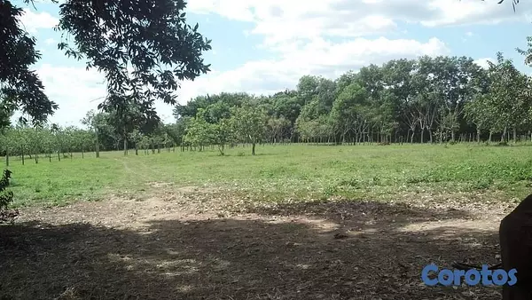 solares y terrenos - Finquita Ganadera en hatillo Monte Plata a Diez Mi 2