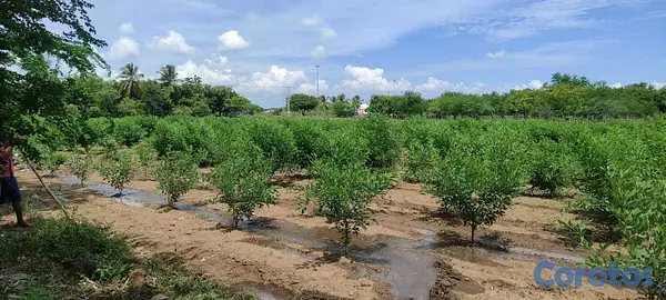 solares y terrenos - Excelente terreno parcela en Sabana Grande de Pale 3