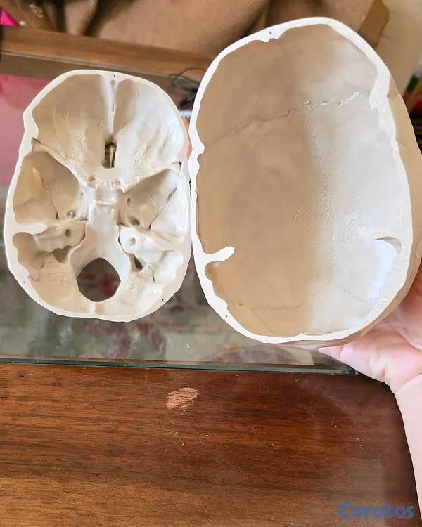 Salud y Equipamiento Médico - Cráneo humano rompecabezas anatómicamente correcto 4