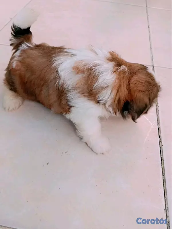 decoración y accesorios - cachorro 2