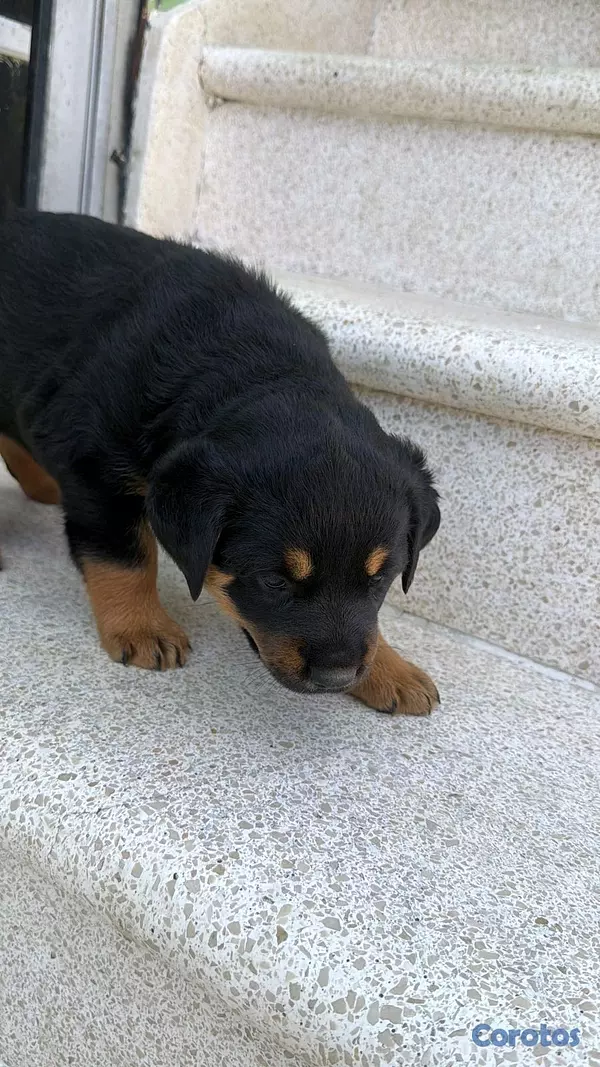 animales y mascotas - hermosos Cachorros de Rottwailer  6