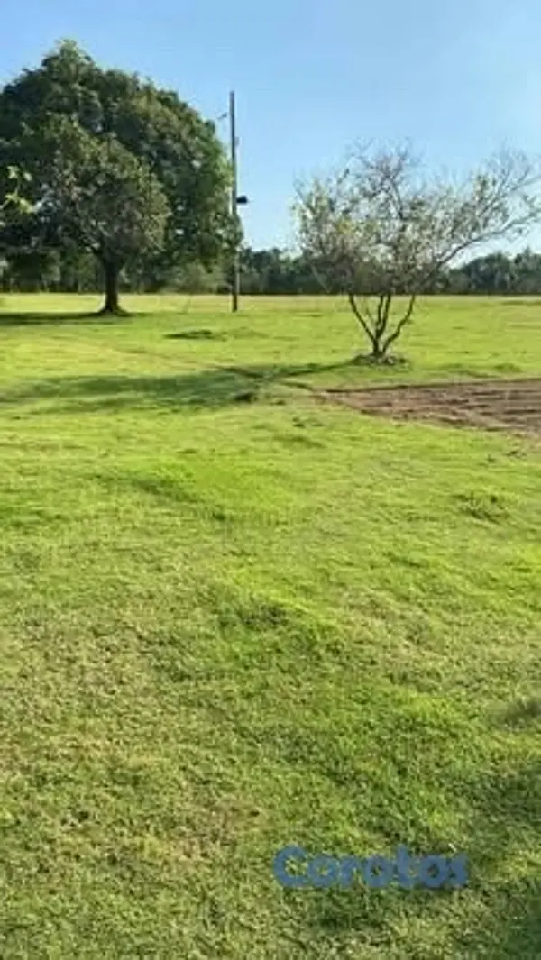 herramientas, jardines y exterior - venta de grama al por mayor y al detalle  2
