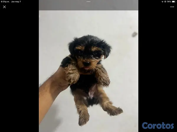 animales y mascotas - yorkie mini en especial  2