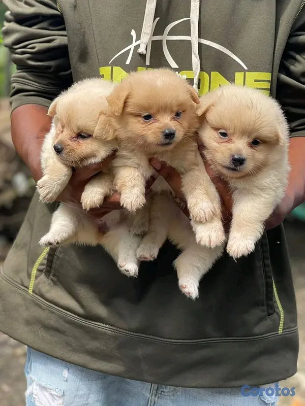 animales y mascotas - hermosos cachorritos pomerania toy  4