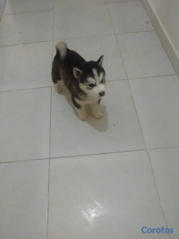 animales y mascotas - cachorros husky siberiano puro!!!! 2