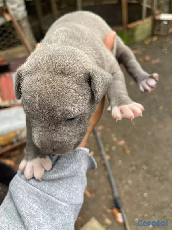 animales y mascotas - Ventas de pitbull blue  2