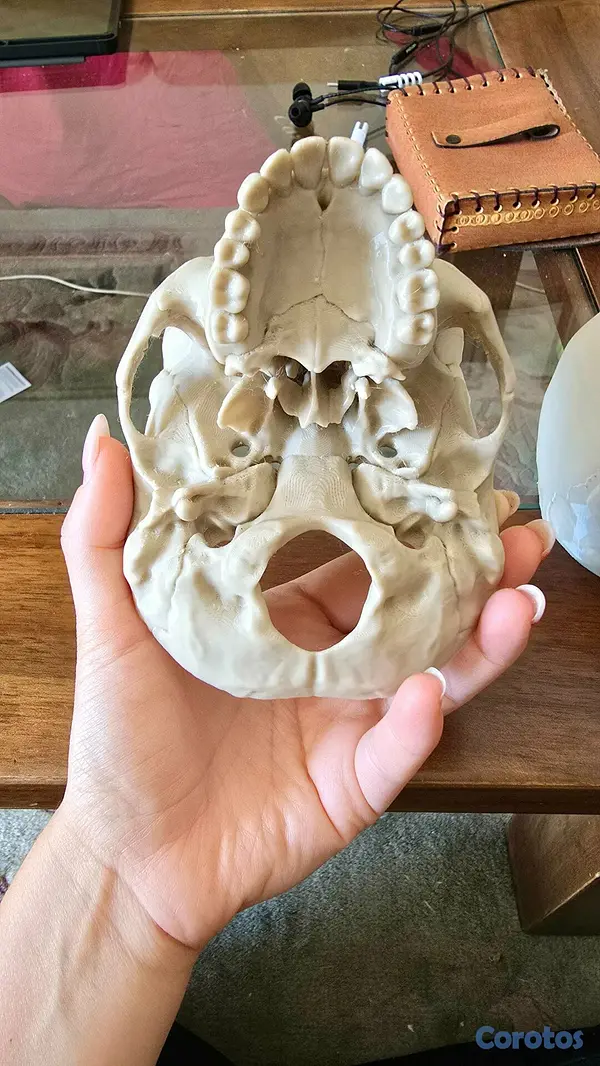 Salud y Equipamiento Médico - Cráneo humano rompecabezas anatómicamente correcto 5
