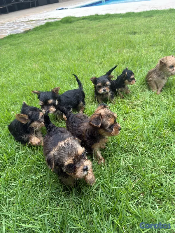 animales y mascotas - Yorkshire terrier linaje ruso  4