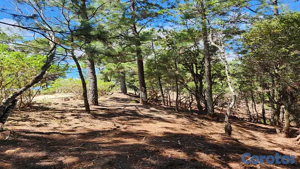 solares y terrenos - VENDO HERMOSO TERRENO, EN LA CASTILLA, ARROYO FRIO, CONSTANZA!!! 1