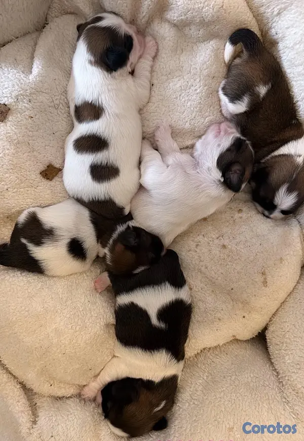 animales y mascotas - Hermosos cachorros  2