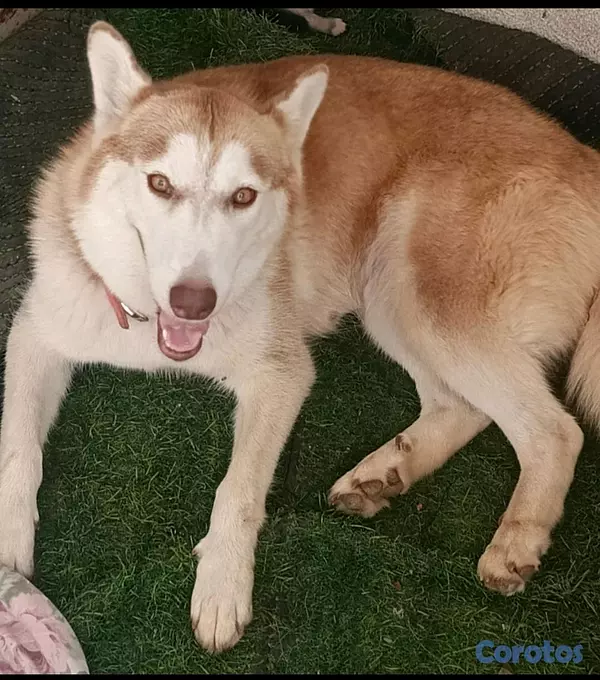 animales y mascotas - Hermosos Husky Siberianos Puros 5