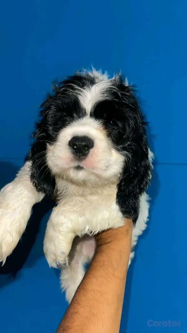 animales y mascotas - hermosos Cachorros de cocker spaniel  4