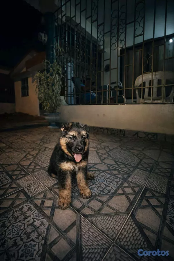 animales y mascotas - pastor alemán  2