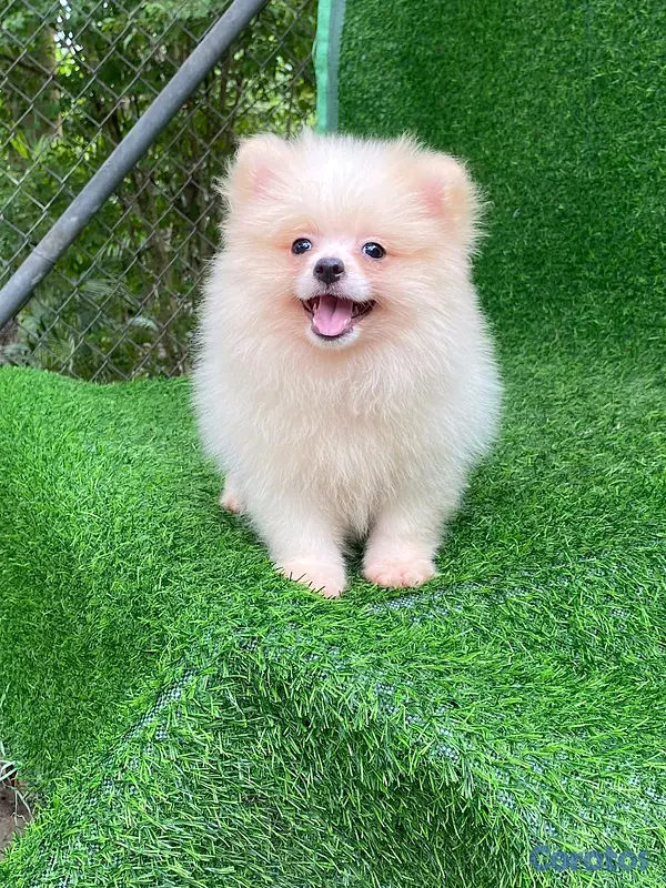 animales y mascotas - hermosos cachorritos  pomerania mini  4