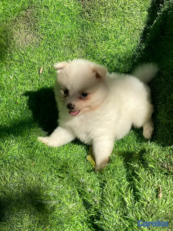 animales y mascotas - Hermosos cachorritos de pomerania mini 5