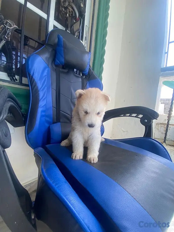 animales y mascotas - cachorros husky siberiano puro!!!! 4