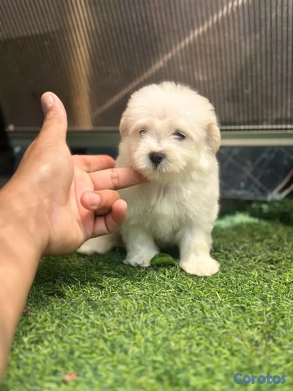 animales y mascotas - variedad de cachorro  3
