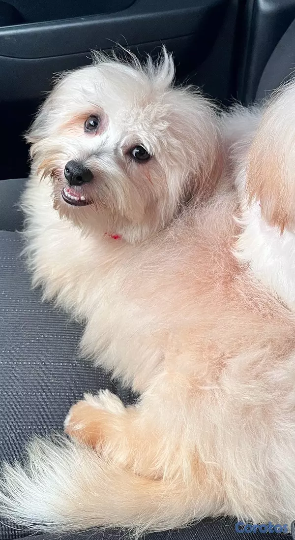 animales y mascotas - Bruno busca un hogar  2