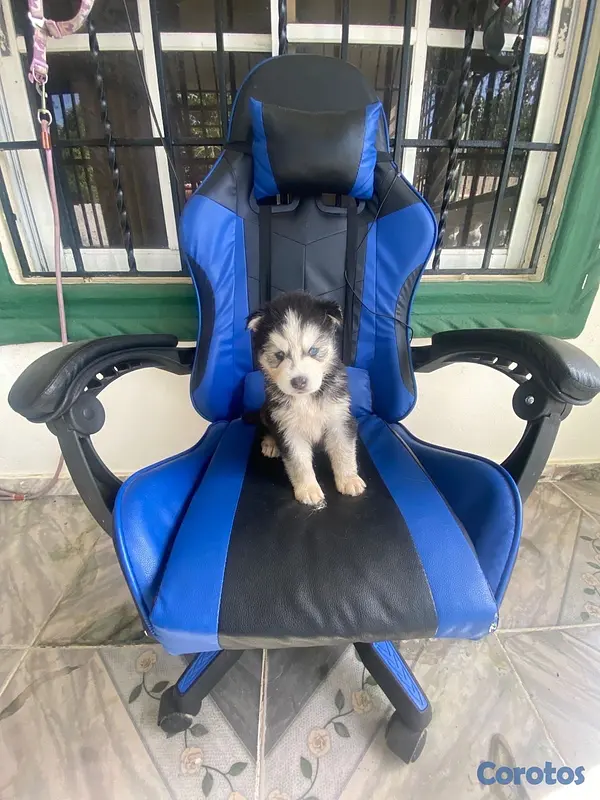 animales y mascotas - cachorros husky siberiano puro!!!! 5