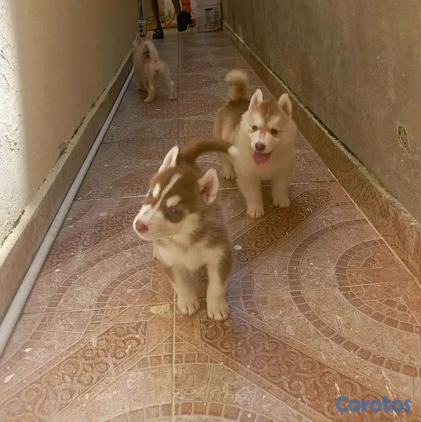 animales y mascotas - husky Siberiano  2