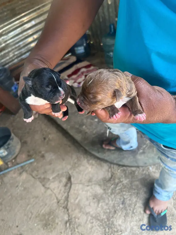 animales y mascotas - pitbulls  2