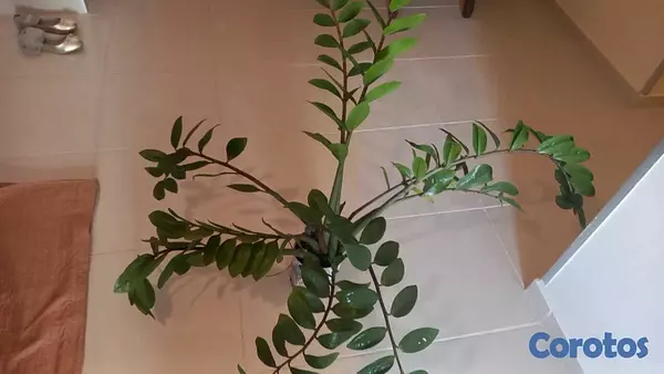 herramientas, jardines y exterior - Zamioculca, zz, planta ornamental, decoracion, cas 2